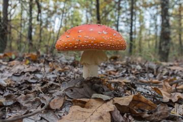 Fly agaric. A red poisonous mushroom in the autumn forest near Voronezh, Russia. A dry leaves on the foreground, and the unfocused forest at the background.