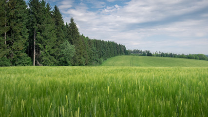 Naklejka premium aftig, grünes Kornfeld vor einem Wald