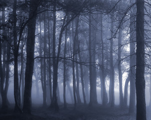 Dark foggy forest