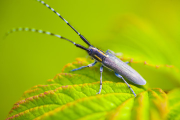 raspberry beetle