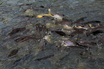 A school of Snakehead fish. Feed the fish in the river. (Top View