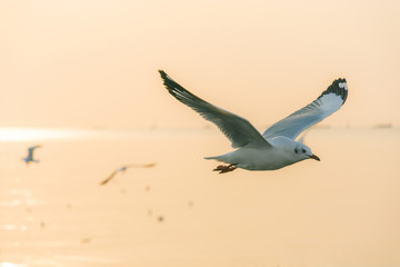 Seagull flying at sunset sky, silhouette. Sun between clouds a seagull flying.