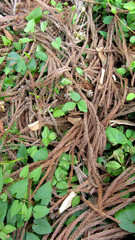 Stems and leaves, ivy, texture