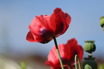 coquelicot
