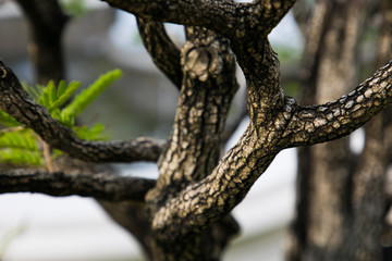 Close up of a knobby trunk of an old Snowrose Bonsai tree
