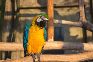 Попугай, АРА, цветной попугай