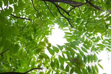 Green leaves isolated on white background