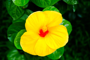 Hibiscus, the national flower of Malaysia