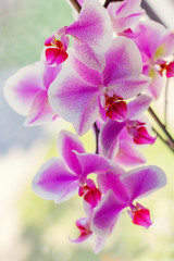 Fototapeta na wymiar Abstract background with a blooming orchid. Shallow depth of field.
