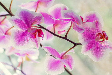 Fototapeta na wymiar Abstract background with a blooming orchid. Shallow depth of field.