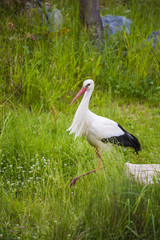 Cigogne dans la végétation au bord d'un plan d'eau