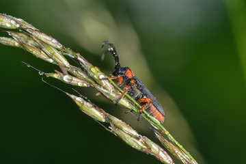 Weichkäfer