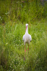 Cigogne dans la végétation au bord d'un plan d'eau