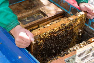 Beekeeper holding a frame of honeycomb with bees