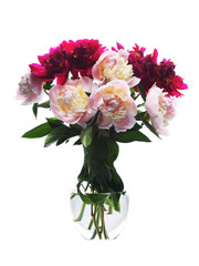 Peonies in vase isolated on white