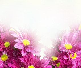 chrysanthemum flowers for background