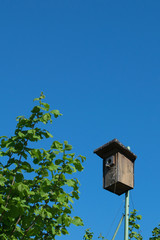 Vogelhaus vor blauem Himmel