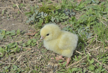 Very small chicken 17