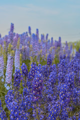 Obraz premium lila Delphinium