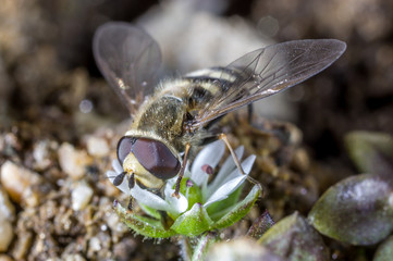 hoverfly