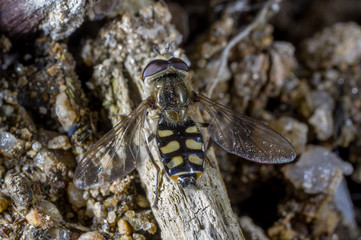 hoverfly