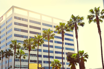 Palms in a row against the background of a multi-storey building in the sunlight on Hollywood Boulevard.Vintage effect