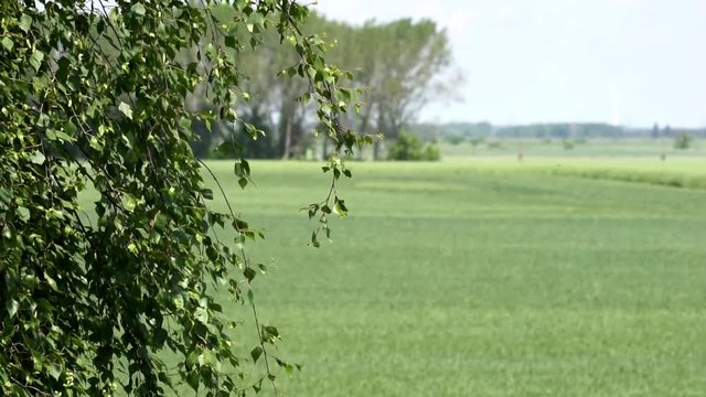 birkenzweige vor gr&uuml;ner landschaft