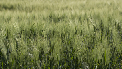 Ears of grain in the morning sun 5