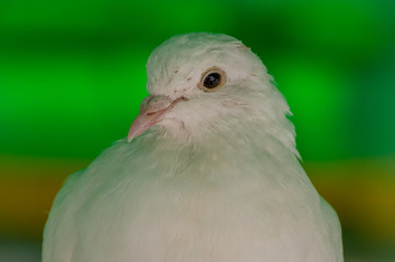 the close up of a fantail dove's head