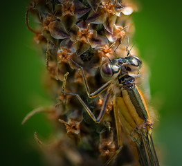 Damselfly