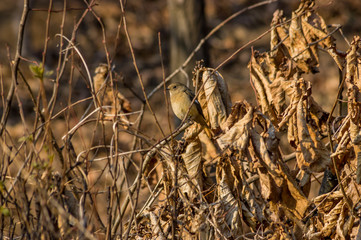 a female redstart