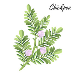Chickpea  (Cicer arietinum, Bengal gram, garbanzo bean, chick pea, Egyptian pea, ceci, Kabuli chana). Hand drawn vector illustration of chickpea plant with flowers on white background.