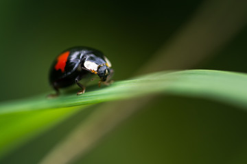 Ladybug
