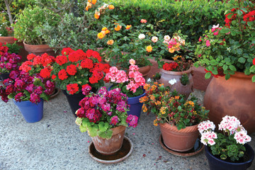 Gardening, flowers and decoration concept - many flowers in a flowerpots at street
