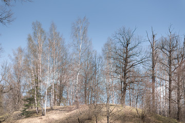 Spring forest trees