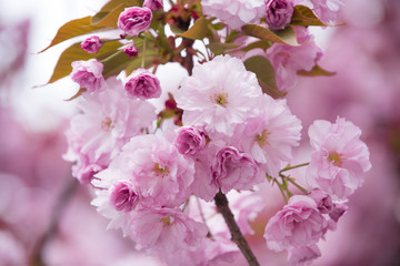 flower background in spring or summer nature in japan, design