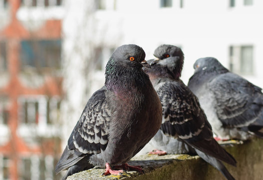 Gray urban pigeons outdoors. Three doves. Selective focus