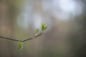 Beautiful blossoming tree in the spring park