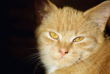 Close-up of ginger tabby cat looking at the camera.