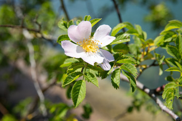 Sommerblumen im Freien