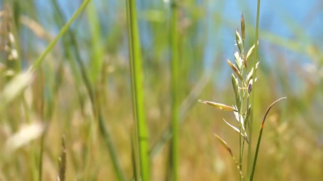 ufergras nahaufnahme mit verschwommenem hintergrund
