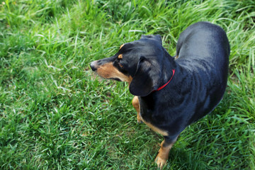 Black dachshund on green grass