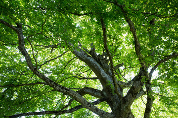 Baum im Sonnenlicht