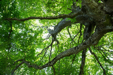 Baum im Sonnenlicht