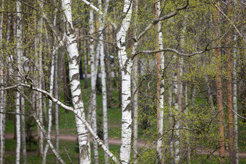 A birch is in spring with green leaves