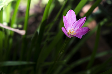 Fototapeta premium Pink Rain Lily in morning sun