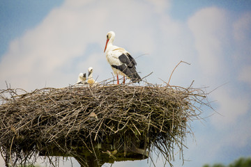Fototapeta premium Cigogne au nid avec ses petits 
