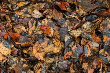 Autumn, fallen leaves after a rain.
