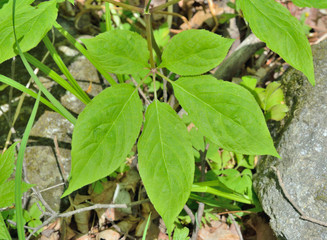 Leaf of ginseng 5