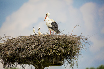Fototapeta premium Cigogne au nid avec ses petits 